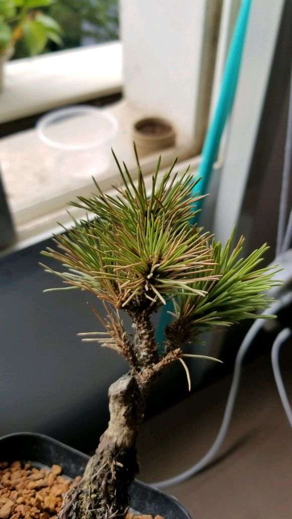 新上盆的黑松盆景新根未发 一折腾就死