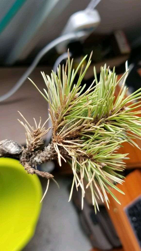 新上盆的黑松盆景新根未发 一折腾就死