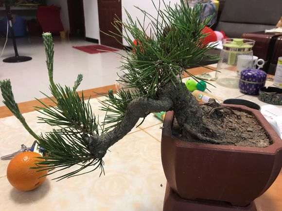 黑松盆景不想让它长太大