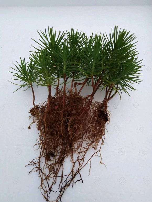 图解 三河黑松盆景怎么切轴插芽矮化的步聚