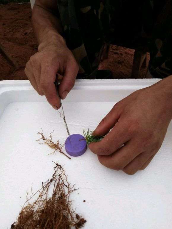 图解 三河黑松盆景怎么切轴插芽矮化的步聚