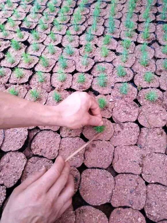 图解 三河黑松盆景怎么切轴插芽矮化的步聚