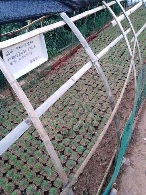 图解 三河黑松盆景怎么切轴插芽矮化的步聚