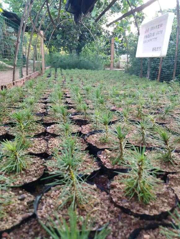 图解 三河黑松盆景怎么切轴插芽矮化的步聚