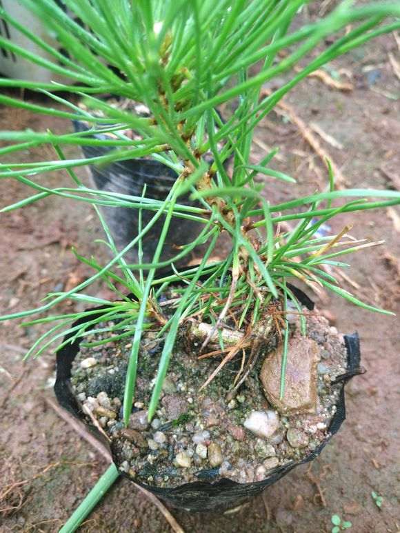 图解 三河黑松盆景怎么切轴插芽矮化的步聚