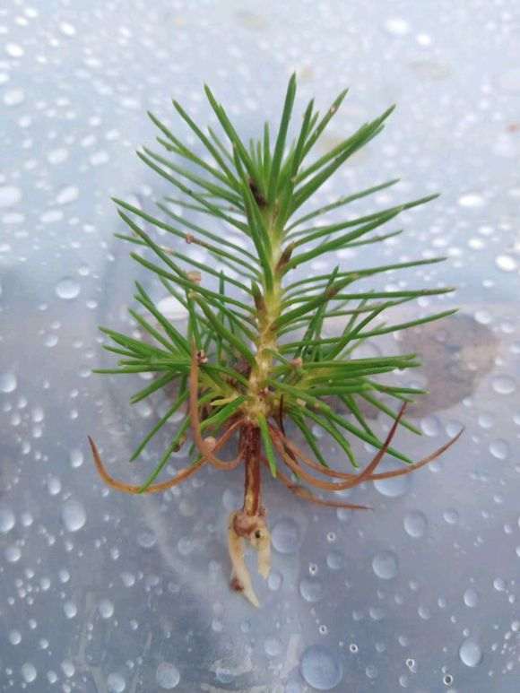 图解 三河黑松盆景怎么切轴插芽矮化的步聚