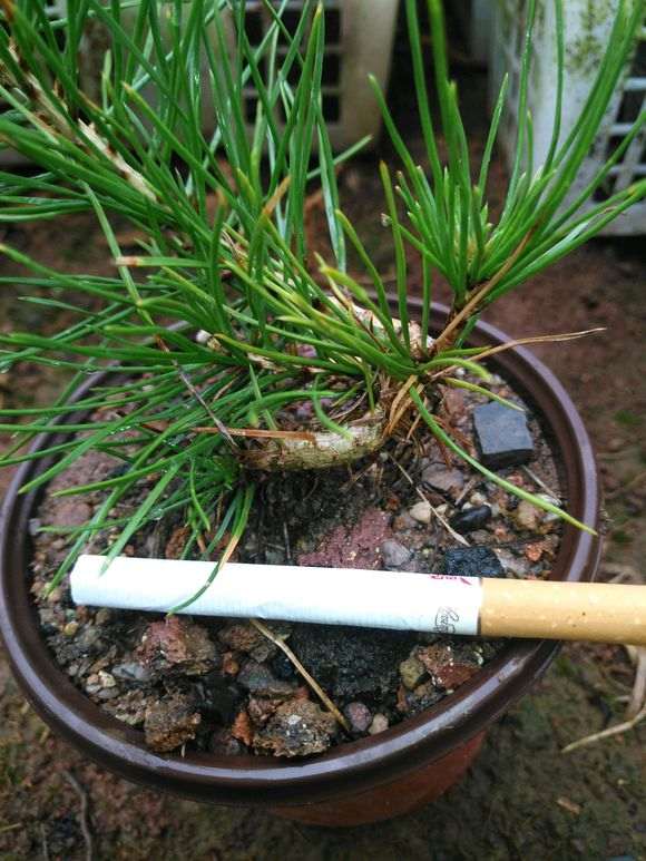 图解 三河黑松盆景怎么切轴插芽矮化的步聚