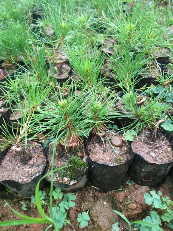 图解 三河黑松盆景怎么切轴插芽矮化的步聚