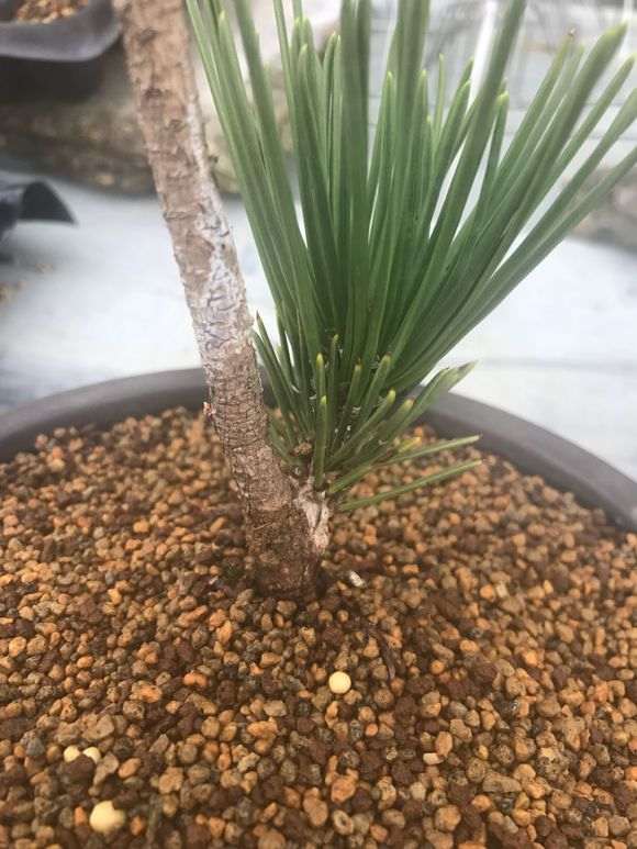 马尾松可高位可嫁接黑松盆景吗