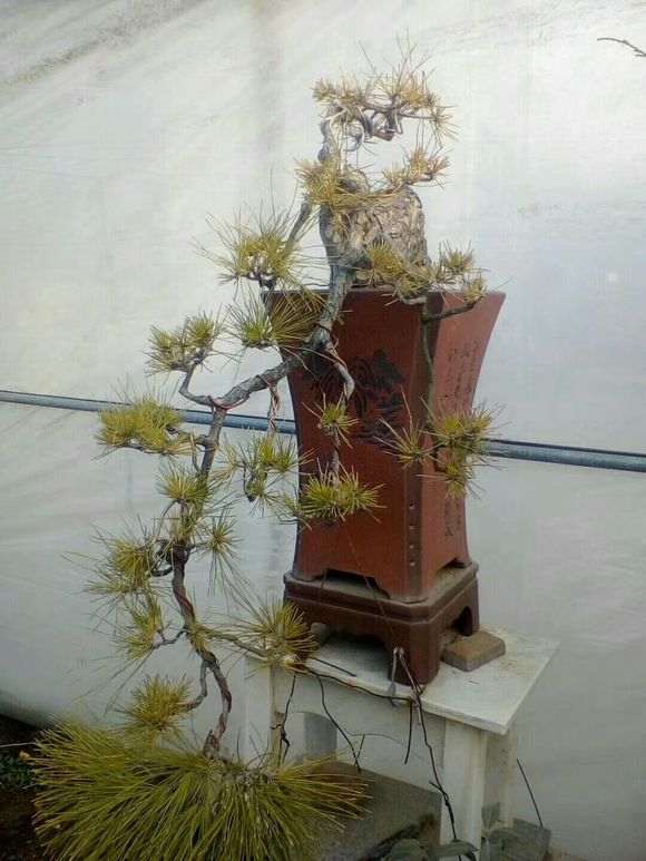 我的二盆疙瘩松盆景去年初秋发黄了