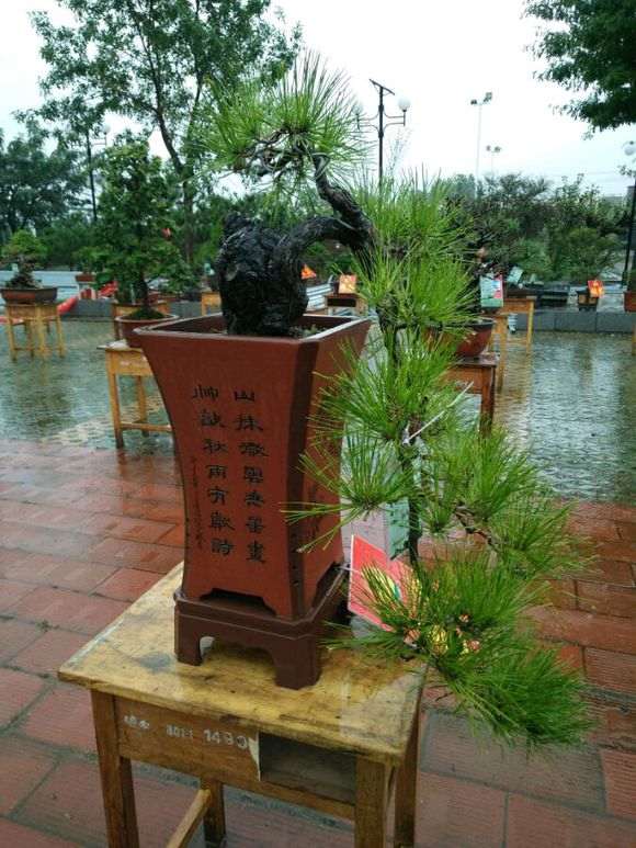 我的2盆疙瘩松盆景 去年初秋发黄了