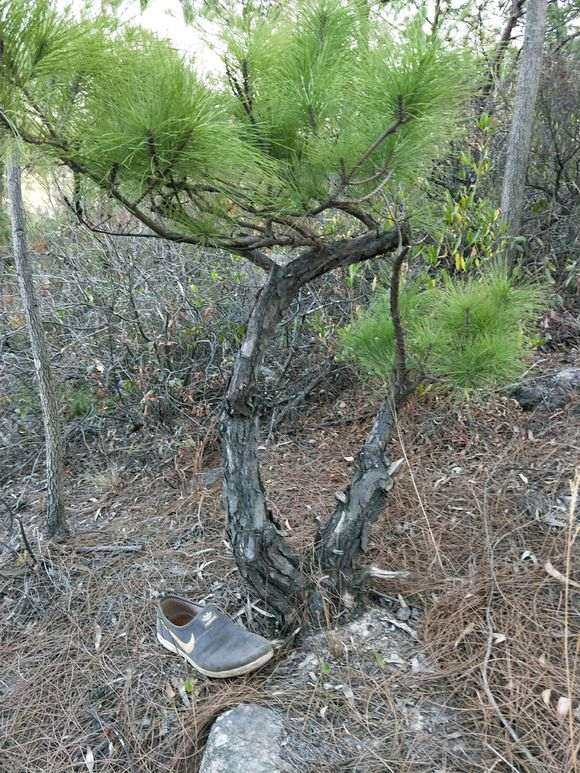 我的2盆疙瘩松盆景 去年初秋发黄了