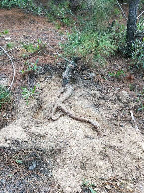 发现一个浅根系的松树下山桩