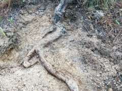 发现一个浅根系的松树下山桩 可以吗