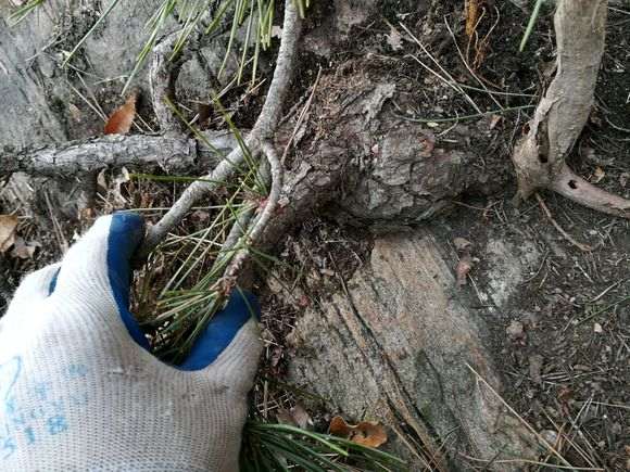 今天挖的疙瘩松树下山桩 大家怎么看