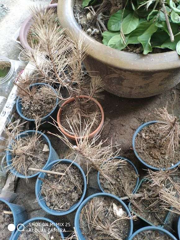 制作黑松盆景怎么防治蚂蚁的方法