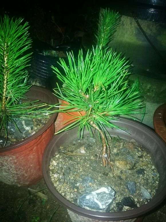 请问大师们 啥品种松树盆景比较早爆皮