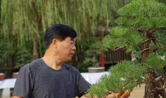 河南盆景艺术大师 吴德军老师