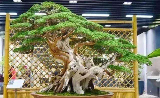 河南盆景艺术大师 吴德军老师