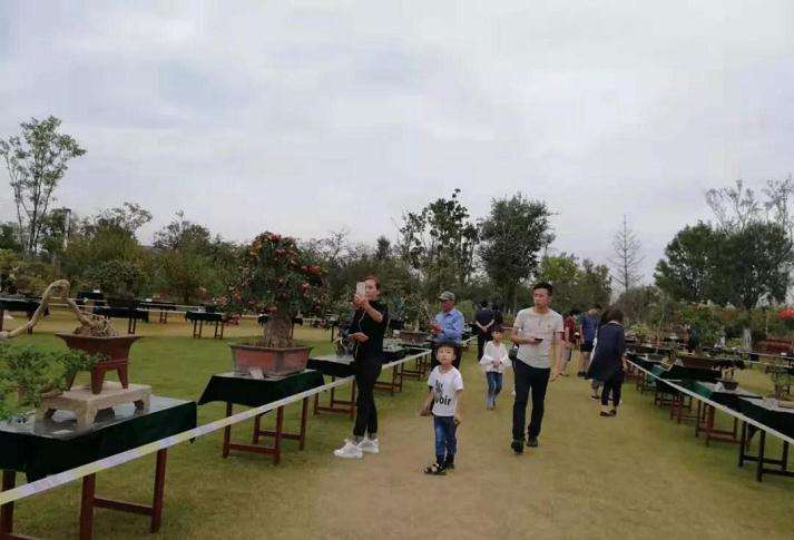 中秋假期 商丘公园有盆景艺术展