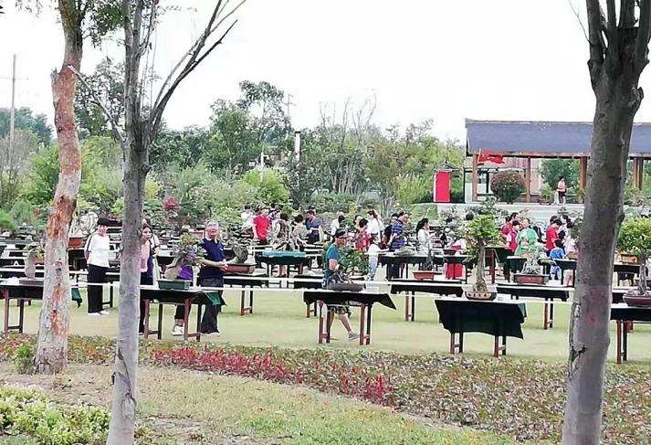 中秋假期 商丘公园有盆景艺术展