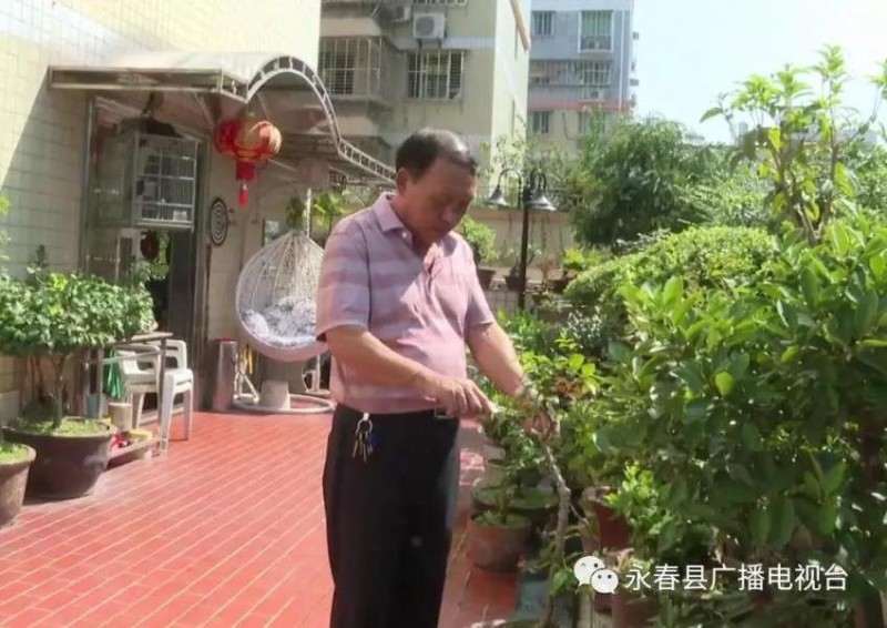 在阳台上种植盆景效果很好