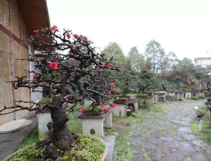 2019年遵义第四届交旅投杯盆景展