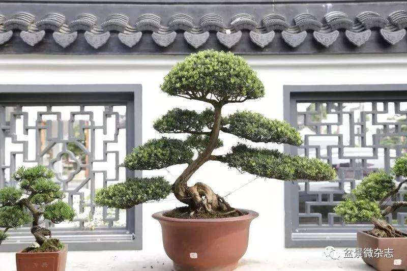 通派盆景蟠扎技艺传承人袁华的雀舌之道
