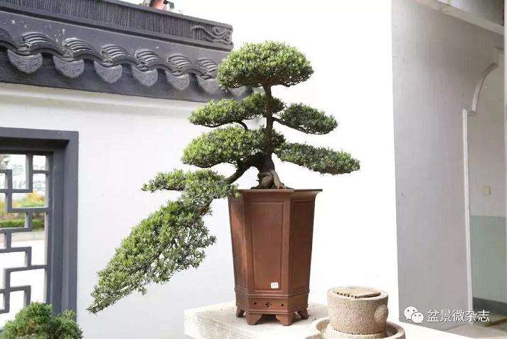 通派盆景蟠扎技艺传承人袁华的雀舌之道