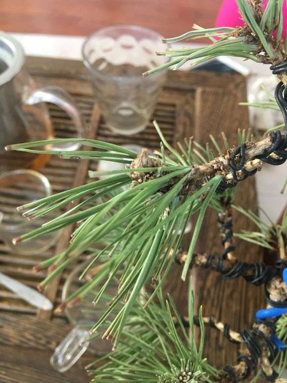 黑松盆景针叶怎么成黄白色的 是不不是要死了?