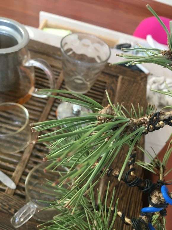 黑松盆景针叶怎么成黄白色的 是不不是要死了?