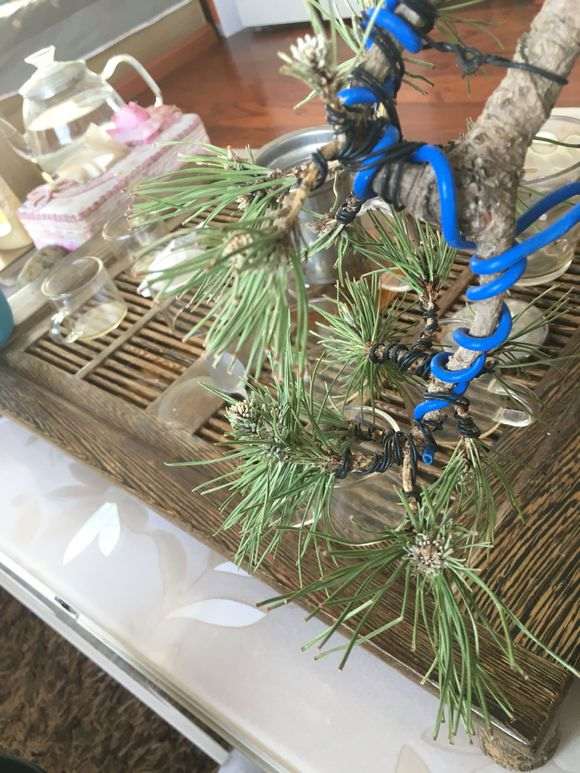 黑松盆景针叶怎么成黄白色的 是不不是要死了?