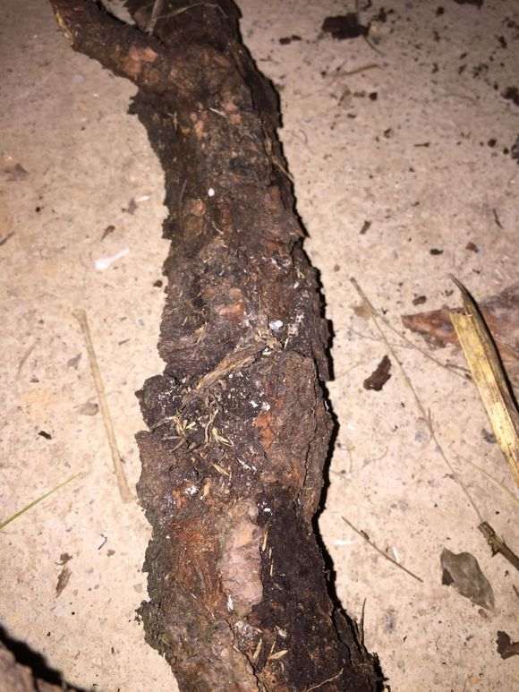 这是黑松盆景得了松线虫吗怎么办