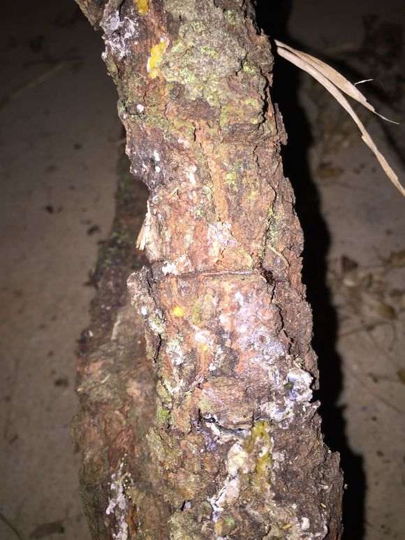 这是黑松盆景得了松线虫吗怎么办