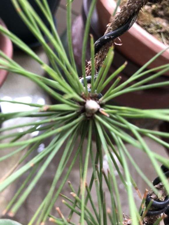 黑松盆景的松针中间有黑点