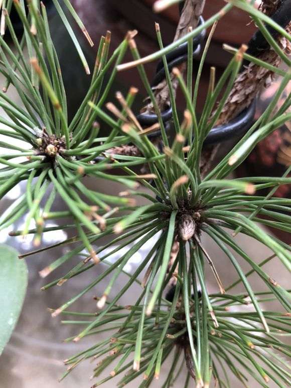 黑松盆景的松针中间有黑点