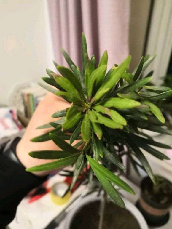 盆景老桩这是怎么回事 叶子发黄？