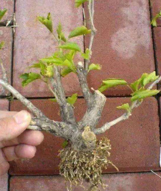 图解 怎么制作盆景老桩的方法