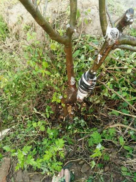 榔榆高压截断后怎么制作盆景