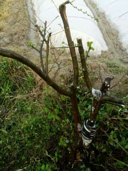 榔榆高压截断后怎么制作盆景