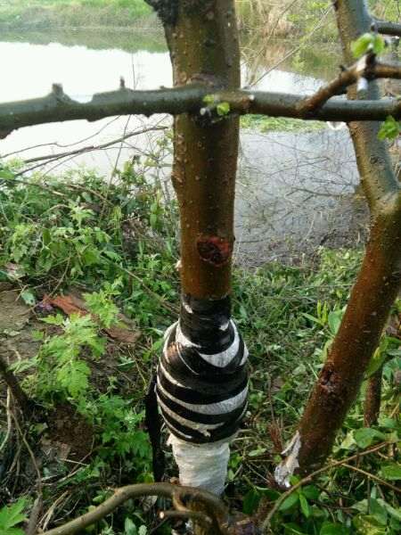 榔榆高压截断后怎么制作盆景