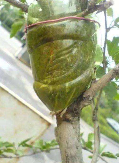 榔榆高压截断后怎么制作盆景