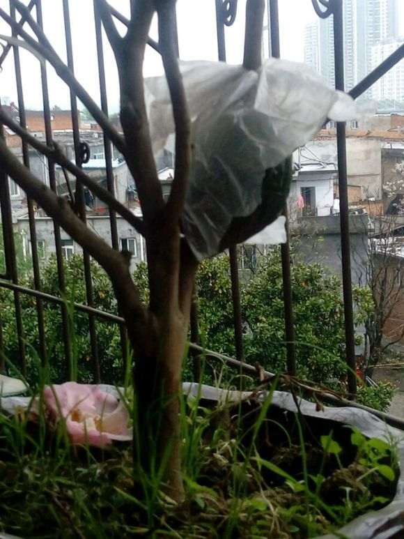 榔榆高压截断后怎么制作盆景