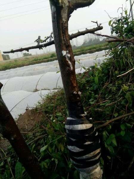 榔榆高压截断后怎么制作盆景