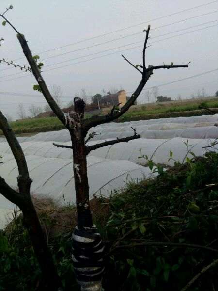 榔榆高压截断后怎么制作盆景