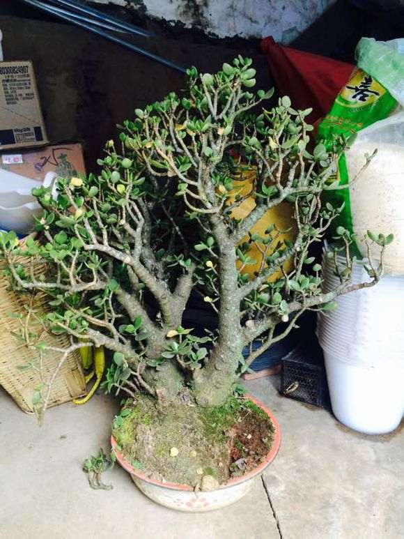 30年玉树老桩盆景 500元价格 贵不贵