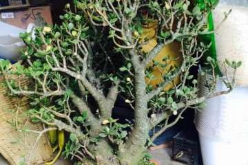 30年玉树老桩盆景 500元价格 贵不贵