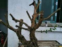 下山桩老桩的处理方法与生桩的种植心德