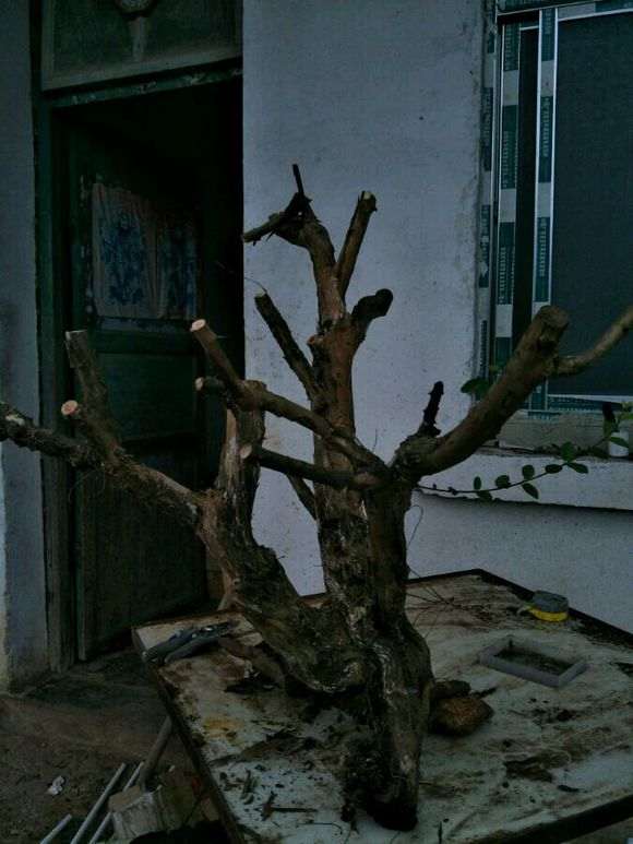 为什么阳根下山桩必须处理下才能保证成活