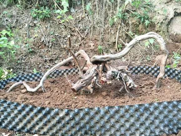 为什么阳根下山桩必须处理下才能保证成活